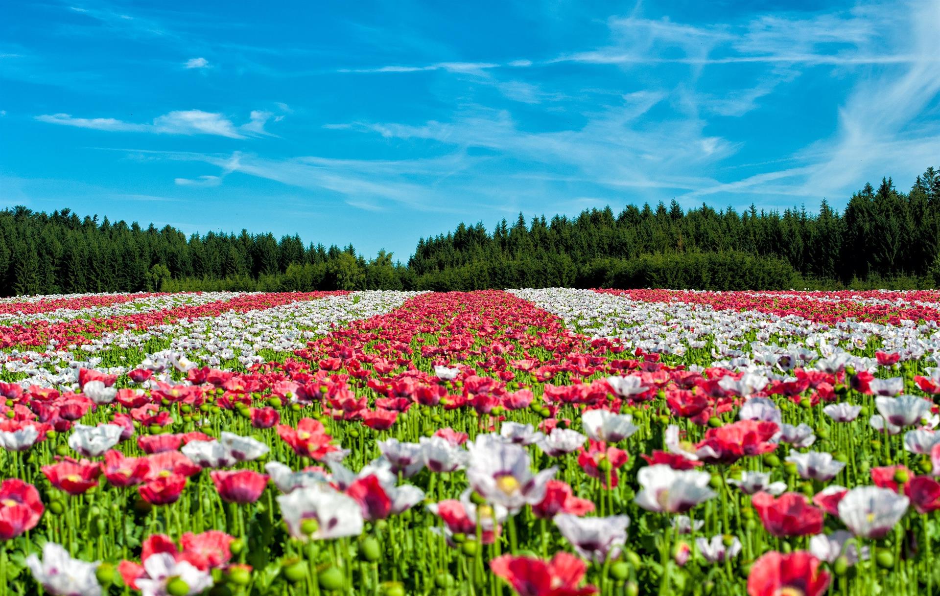 A vast field of red and white poppies on a clear, sunny day A vast field of red and white poppies on a clear, sunny day